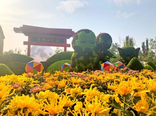 开封菊花展攻略：最佳观赏期、门票优惠与千年文化传承全解析